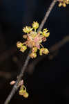 Southern spicebush <BR>Pondberry